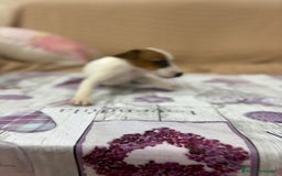 Jack Russell Terrier perros en venta: Jack Russell  - Imagen 8