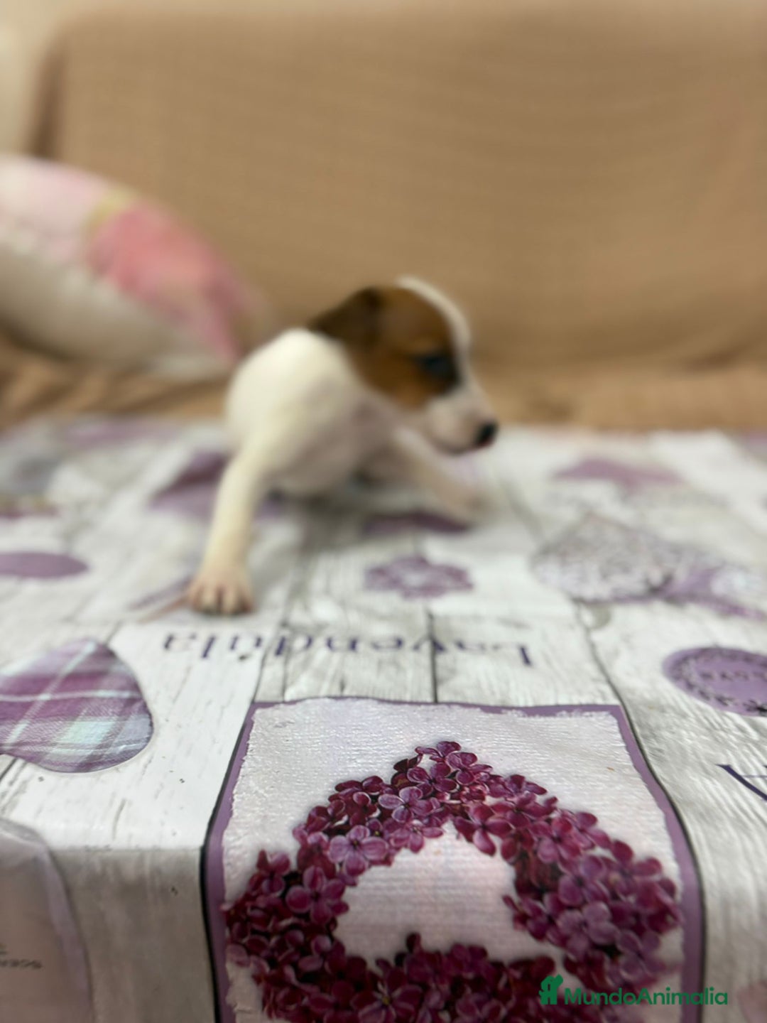 Jack Russell Terrier perros en venta: Jack Russell  - Imagen 8