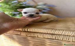 Chihuahua perros en venta: Chihuahua pelo corto macho disponible !! - Imagen 2