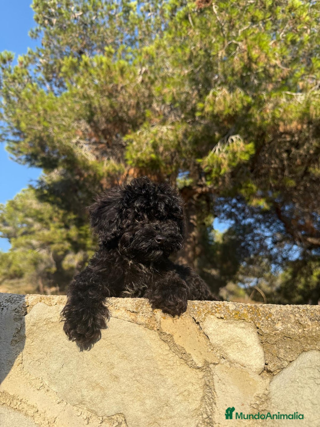 Caniche Toy perros en venta: MACHOS CANICHE TOY  - Imagen 2