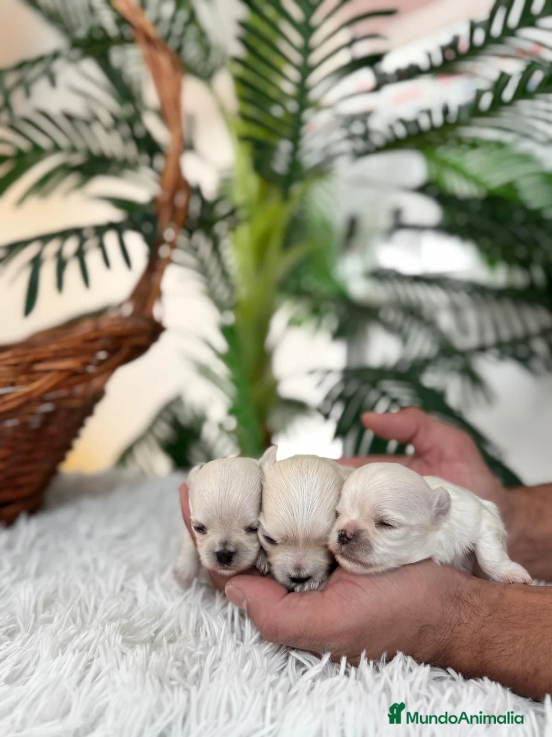 Bichón Maltés perros en venta: BICHÓN MALTÉS 100x100 COREANO - Anuncio 3