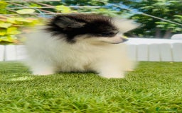 Pomerania perros en venta: POMERANIA HEMBRA ENVIOS A TODA ESPAÑA - Imagen 13