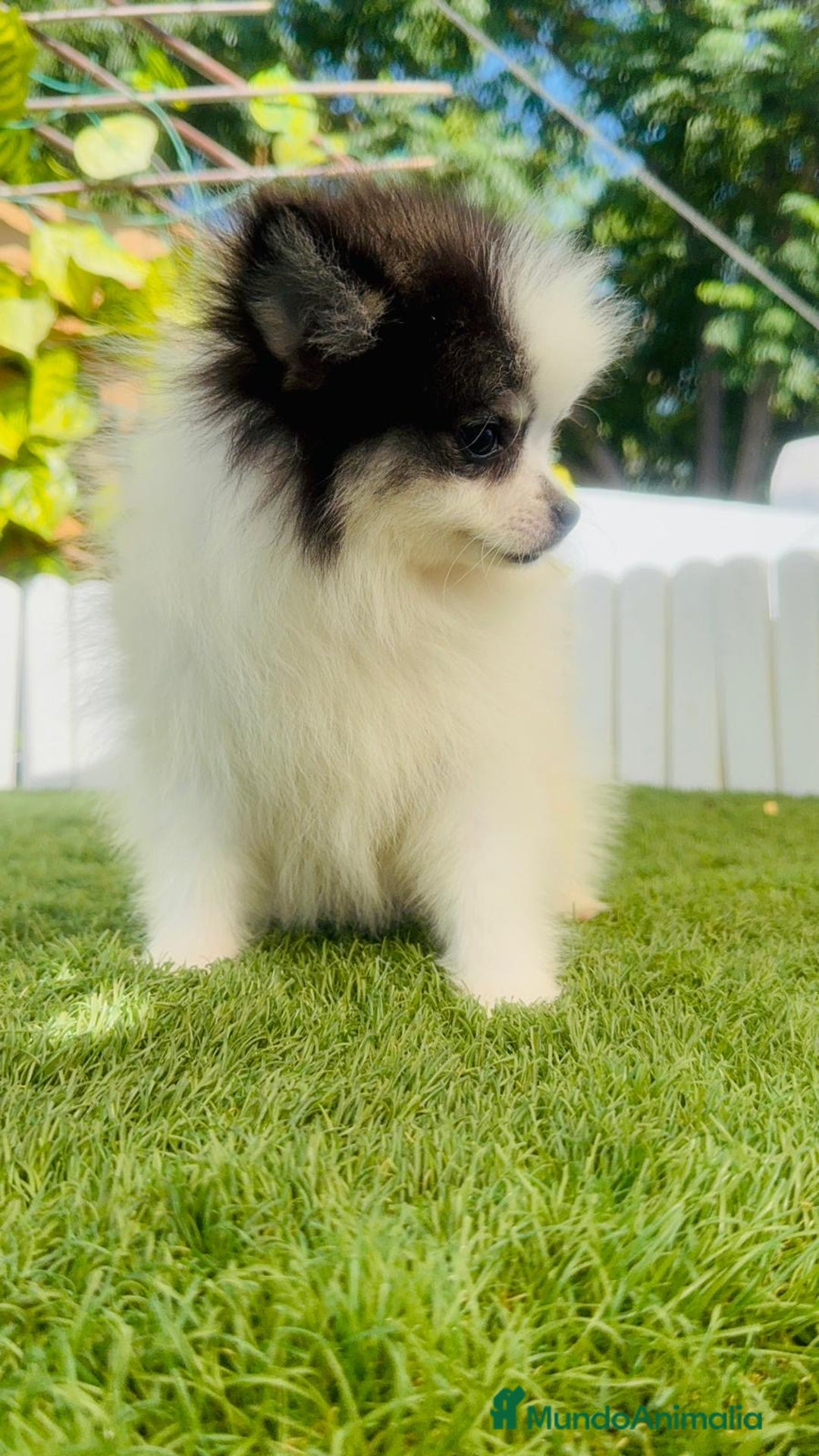 Pomerania perros en venta: POMERANIA HEMBRA ENVIOS A TODA ESPAÑA - Imagen 13