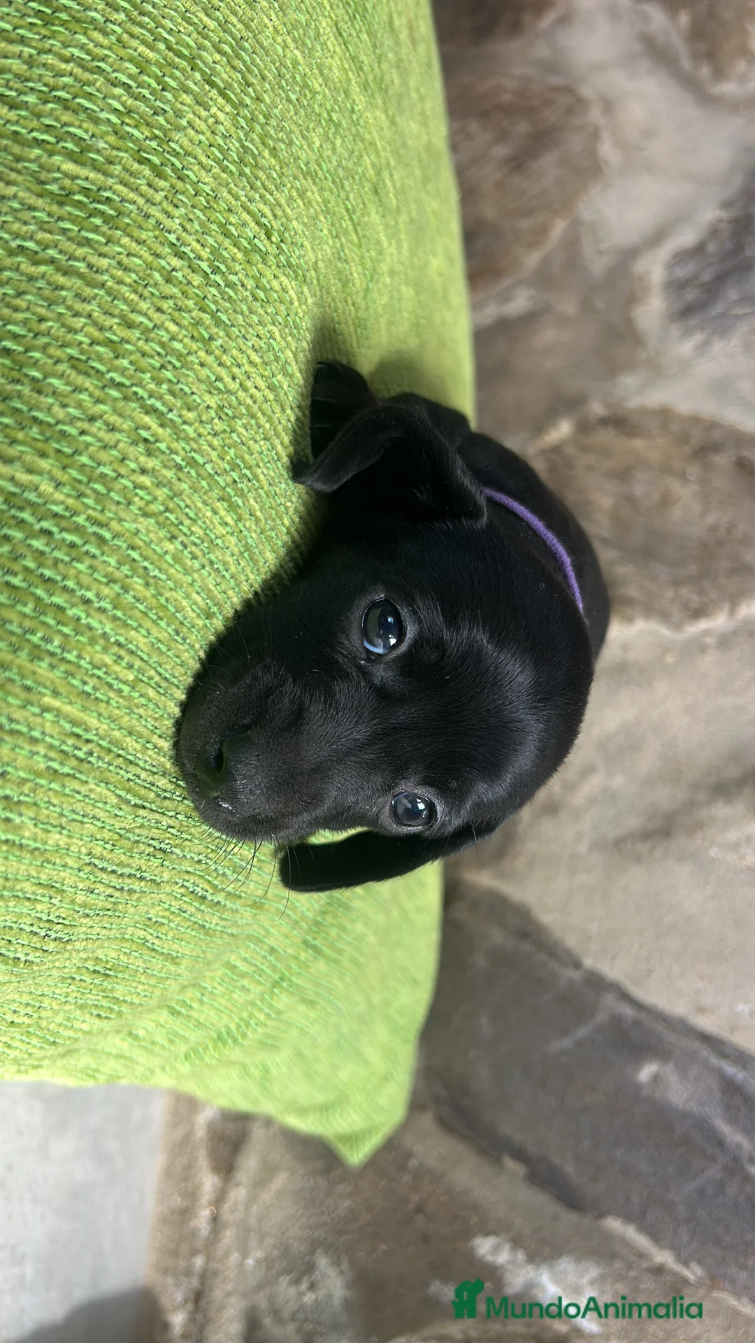 Teckel Miniatura perros en venta: CACHORRO DE TECKEL KANICHEN  - Anuncio 2