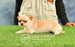 Chihuahua perros en venta: 🐾 Chihuahua autenticos con padres a la vista 🐾  en Rubena - Imagen 5