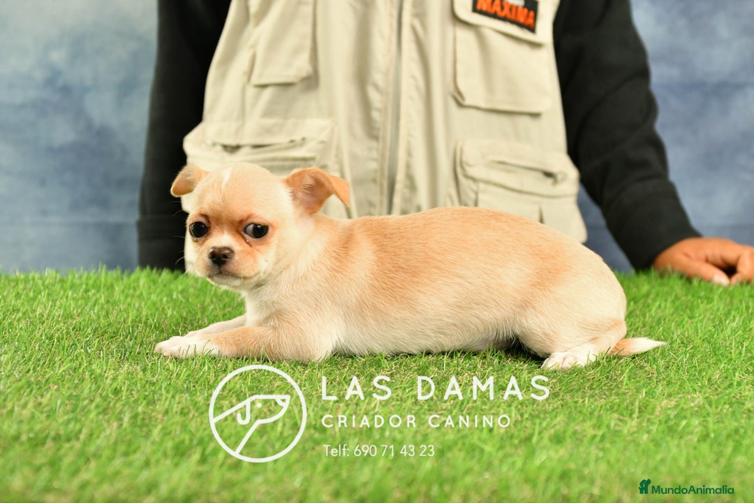 Chihuahua perros en venta: 🐾 Chihuahua autenticos con padres a la vista 🐾  en Rubena - Imagen 5