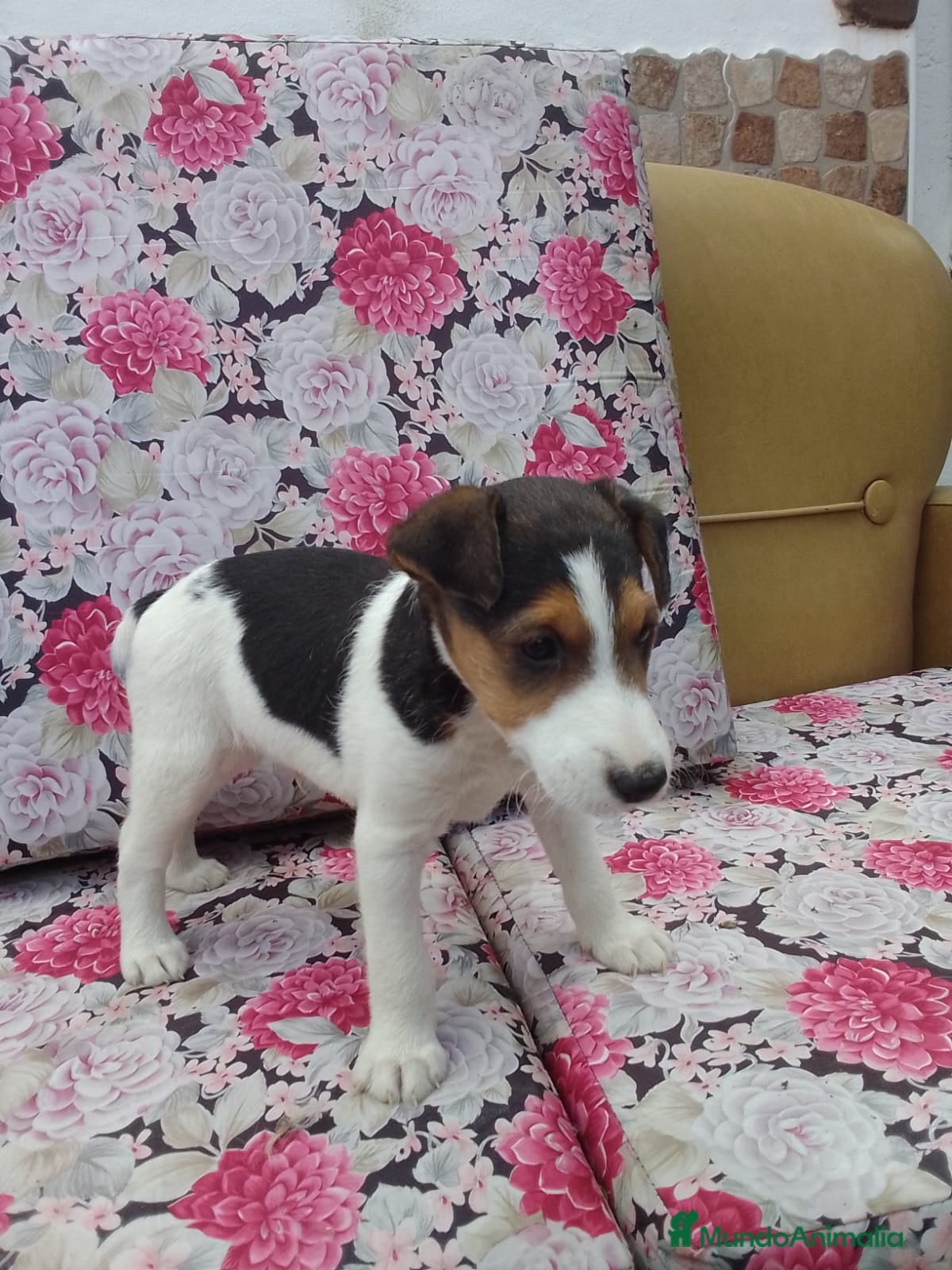 Fox Terrier de Pelo Duro perros Fox terrier de pelo duro - Anuncio 1