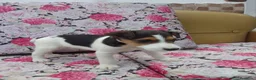 Fox Terrier de Pelo Duro perros en venta: Fox terrier de pelo duro - Anuncio 1