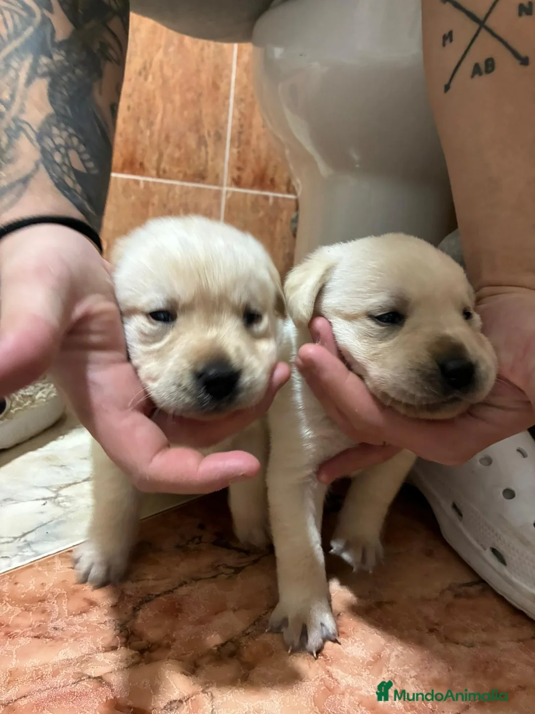 Labrador Retriever perros en venta: Labrador Retriever  - Anuncio 3