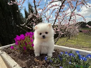 Pomerania perros Pomeranias Toy - Anuncio 2