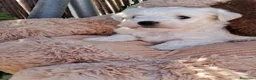 Bichón Maltés perros en venta: Bebés Bichon Maltés  - Anuncio 3