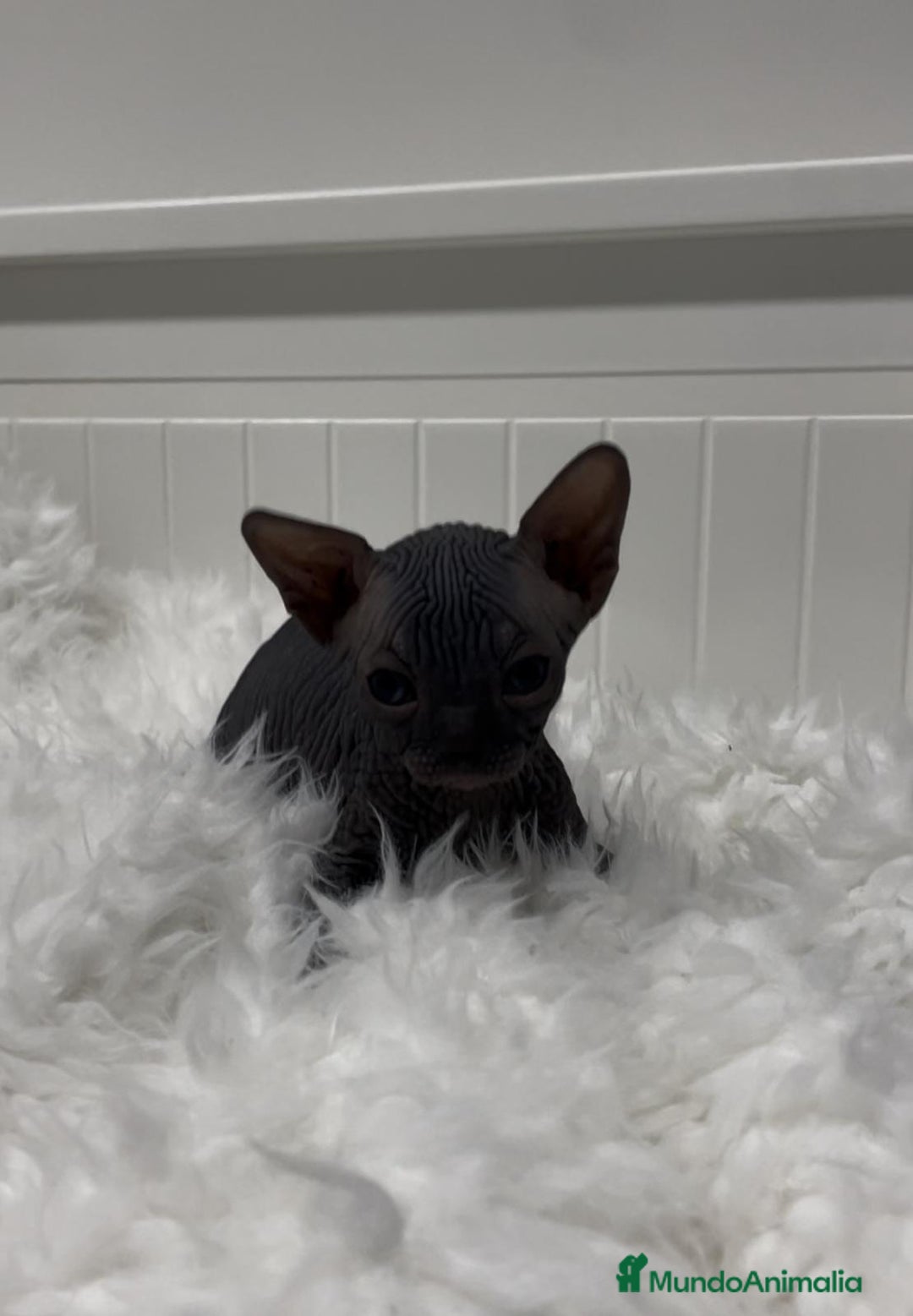 Sphynx gatos en venta: gato sphynx - Imagen 6