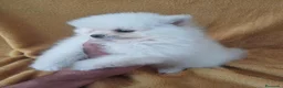 Pomerania perros en venta: Pomerania Mini  - Anuncio 3