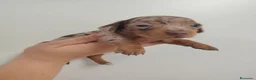 Teckel perros en venta: Teckel - Anuncio 4
