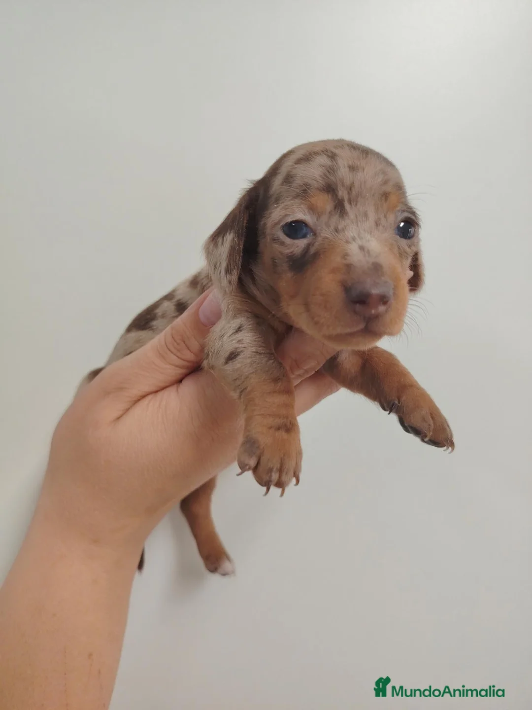 Teckel perros en venta: Teckel - Anuncio 4