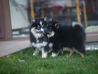 Pomsky perros Hembras mini F5 - Anuncio 1