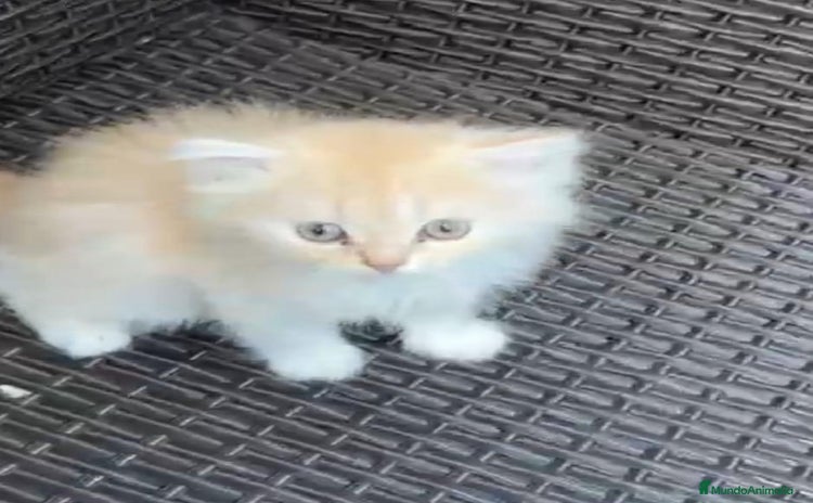 Persa gatos - Anuncio 2