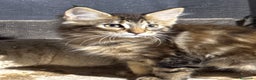 Maine Coon gatos en venta: Preciosa Camada Maine Coon - Anuncio 17