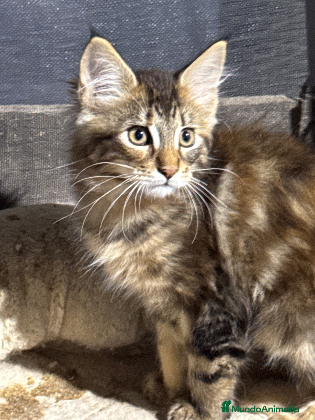 Maine Coon gatos en venta: Preciosa Camada Maine Coon - Anuncio 17