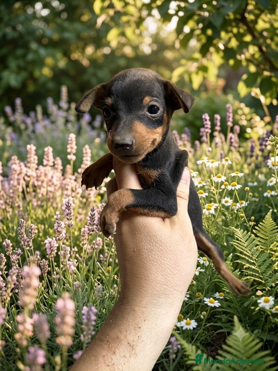Pinscher Miniatura perros Pinscher miniatura - Anuncio 1