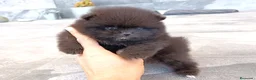 Pomerania perros en venta: Pomerania - Anuncio 1