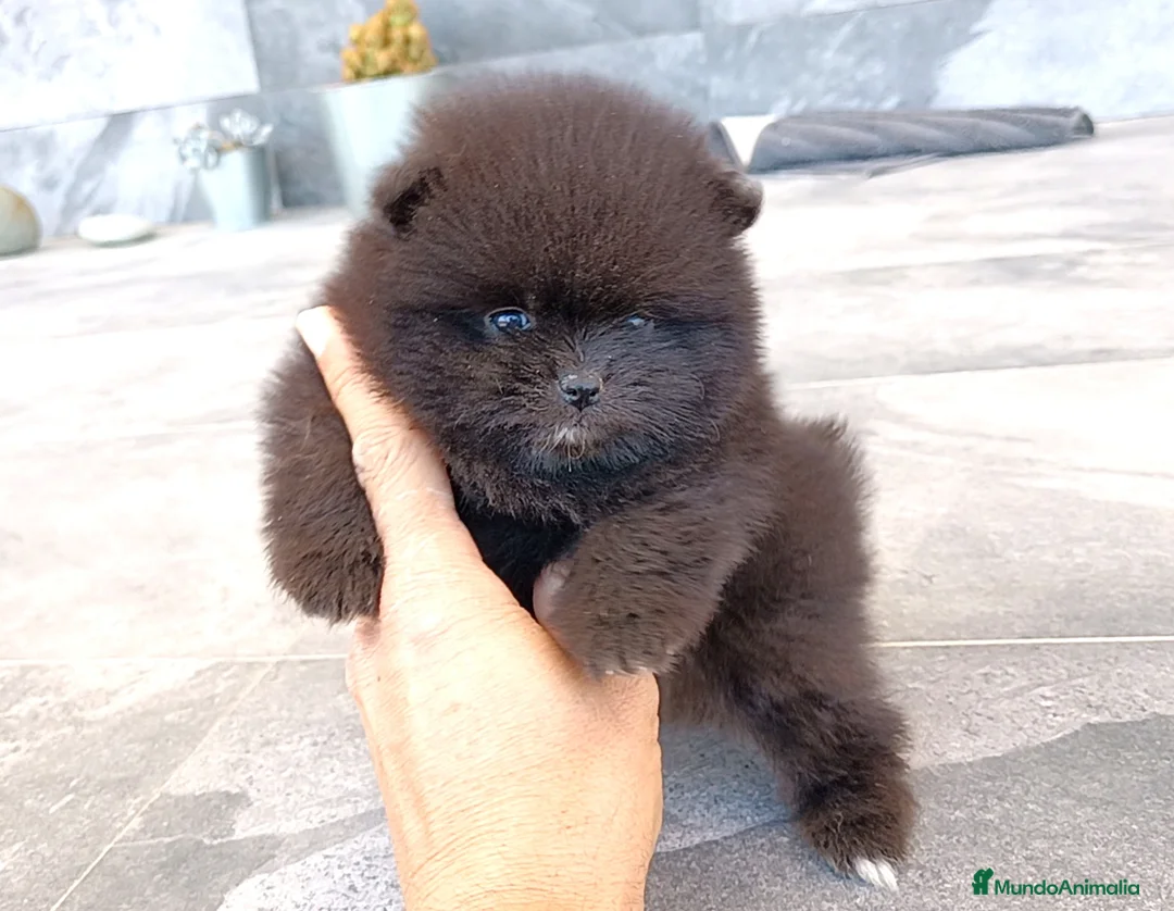 Pomerania perros en venta: Pomerania - Anuncio 1