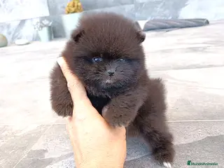 Pomerania perros Pomerania - Anuncio 1