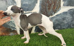Whippet perros en venta: Whippet HEMBRAS (hay video) - Anuncio 2