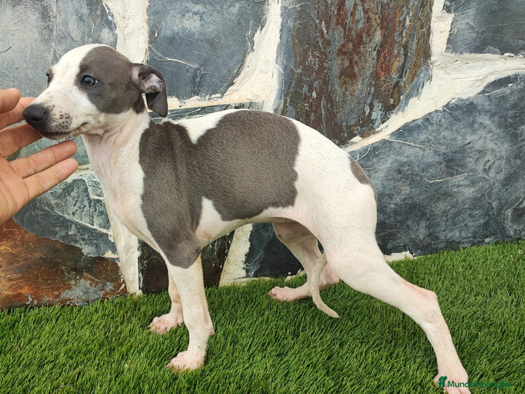 Whippet perros en venta: Whippet HEMBRAS (hay video) - Anuncio 2