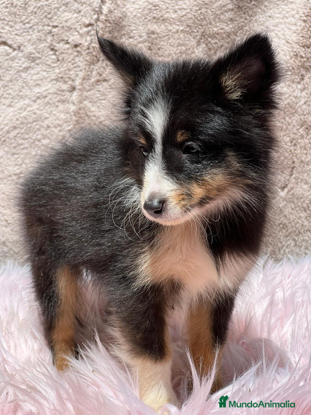 Perro Pastor de las Shetland perros en venta: Shetland - Imagen 4