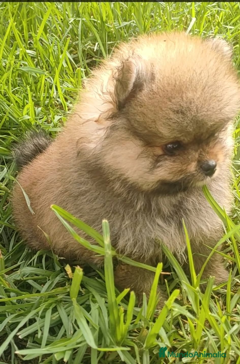 Pomerania perros POMERANIA  - Anuncio 11