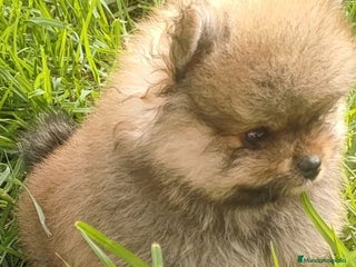 Pomerania perros - Anuncio 26