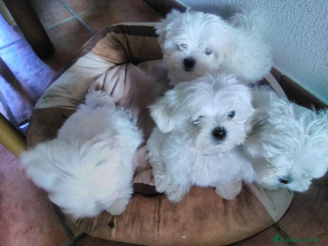 Imagen de galería {{count}}