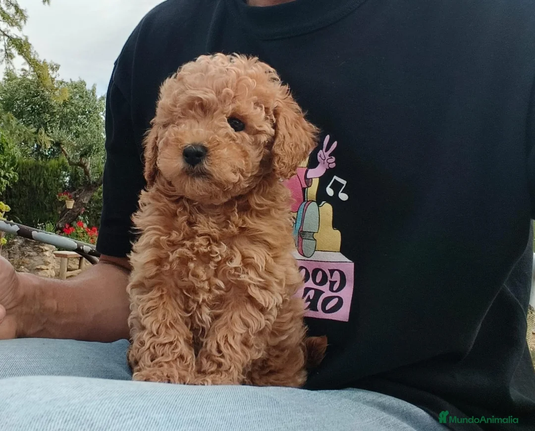 Raza Mixta perros en venta: Caniche  - Anuncio 1