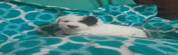 Perro de Agua Español perros en venta: PERRO DE AGUA ESPAÑOL - Anuncio 9