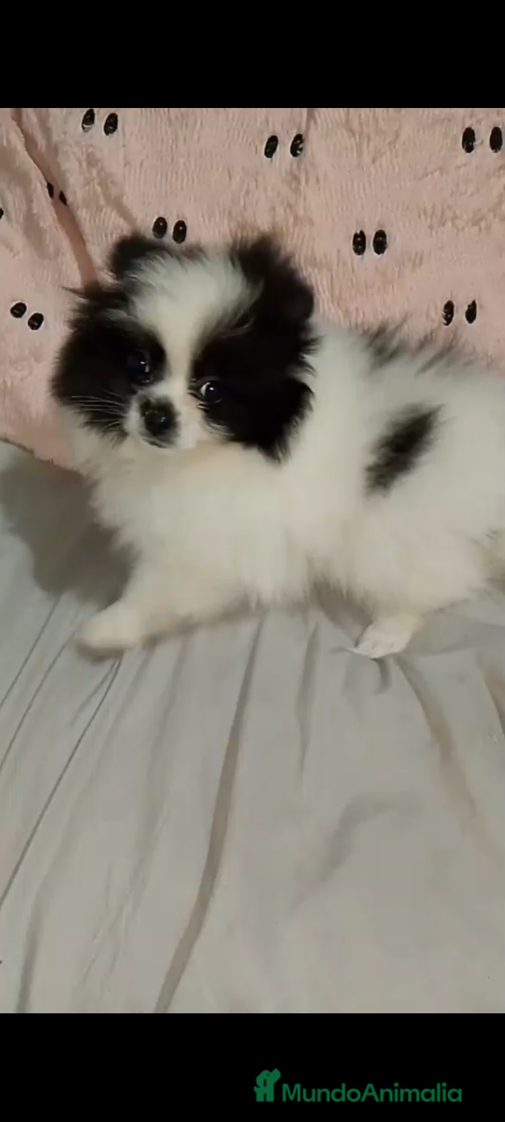 Pomerania perros Hembra de pomerania enana 1200€ - Anuncio 9