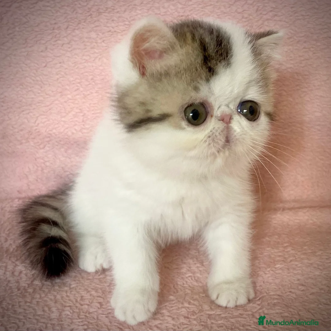 Persa gatos en venta: Persa Exótico  - Anuncio 5