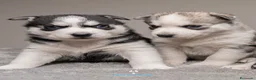 Husky Siberiano perros en venta: Cachorros HUSKY SIBERIANO en Barcelona - Anuncio 1