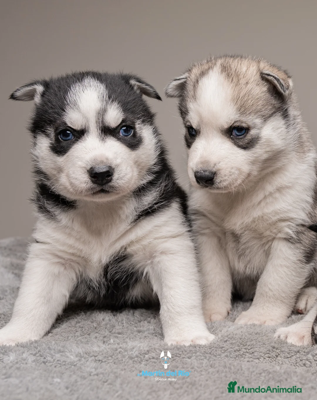 Husky Siberiano perros en venta: Cachorros HUSKY SIBERIANO en Barcelona - Anuncio 1