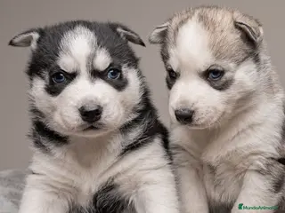 Husky Siberiano perros en venta: Cachorros HUSKY SIBERIANO - Anuncio 1