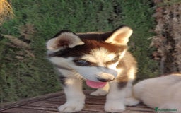 Husky Siberiano perros en venta: Camada de husky  - Imagen 3