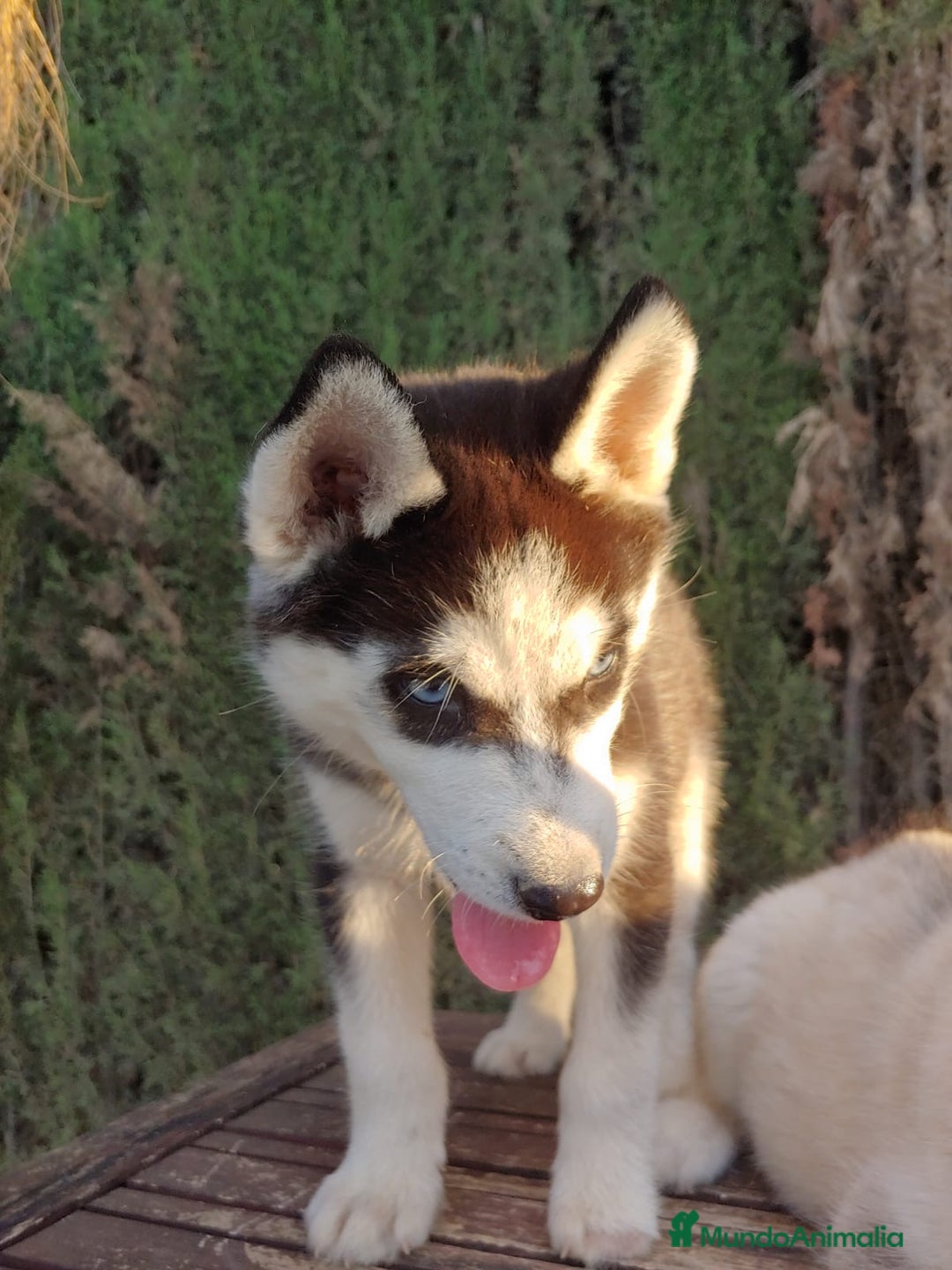 Husky Siberiano perros en venta: Camada de husky  - Imagen 3