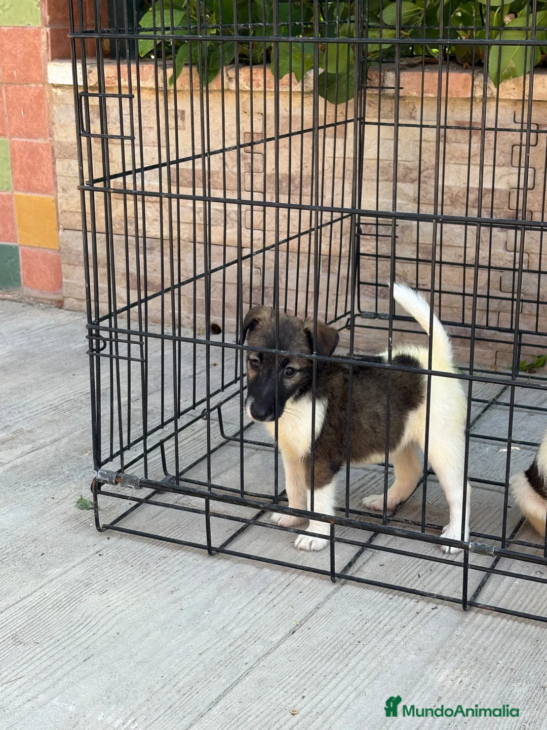 Fox Terrier de Pelo Liso perros en venta: Cachorras fox terrier pelo liso  - Anuncio 2