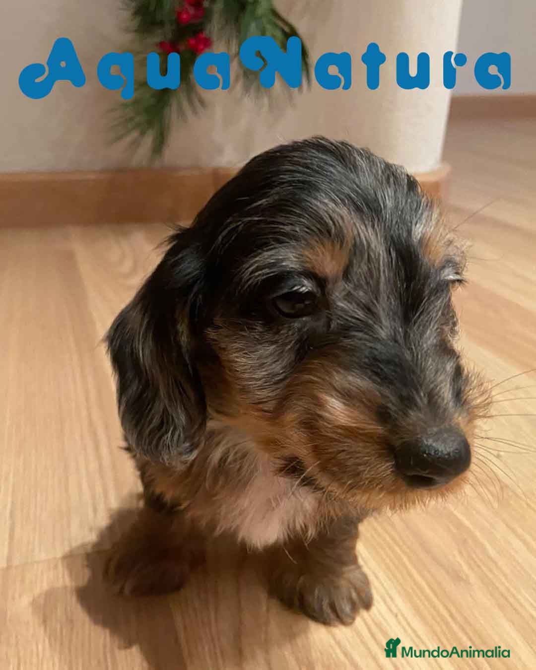 Teckel Miniatura perros en venta: Teckel Macho Pelo Largo 2000 AQUANATURA - Anuncio 3