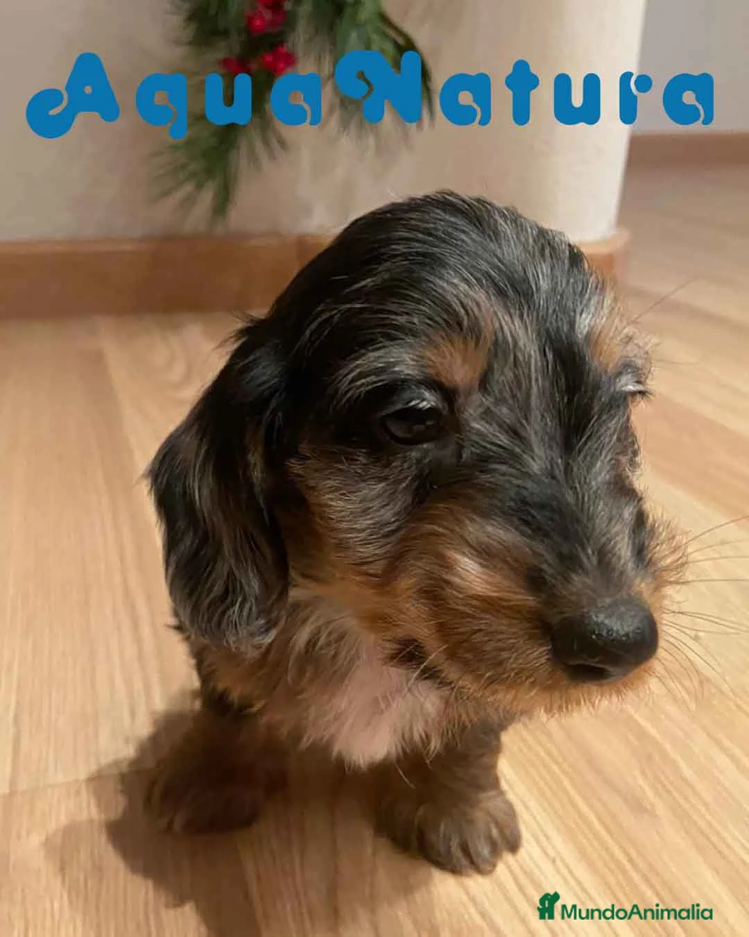 Teckel Miniatura perros en venta: Teckel Macho Pelo Largo 2000 AQUANATURA - Anuncio 3