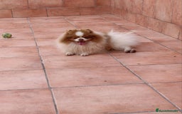 Pomerania perros en venta: Pomerania arlequín  - Imagen 3