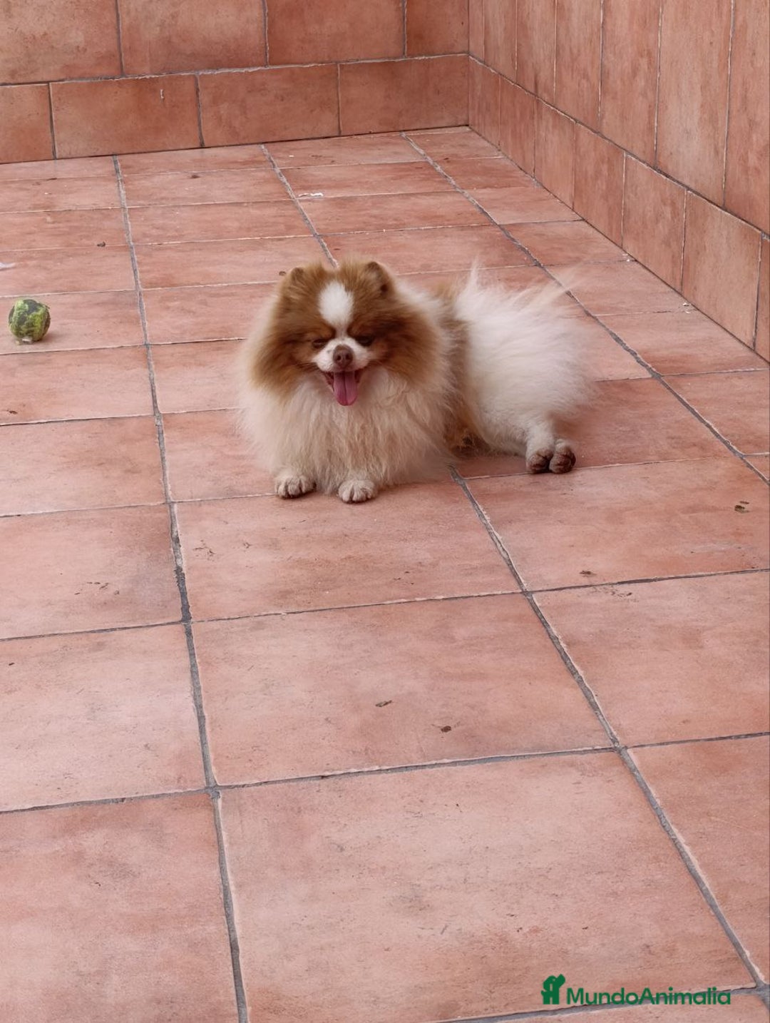 Pomerania perros en venta: Pomerania arlequín  - Imagen 3