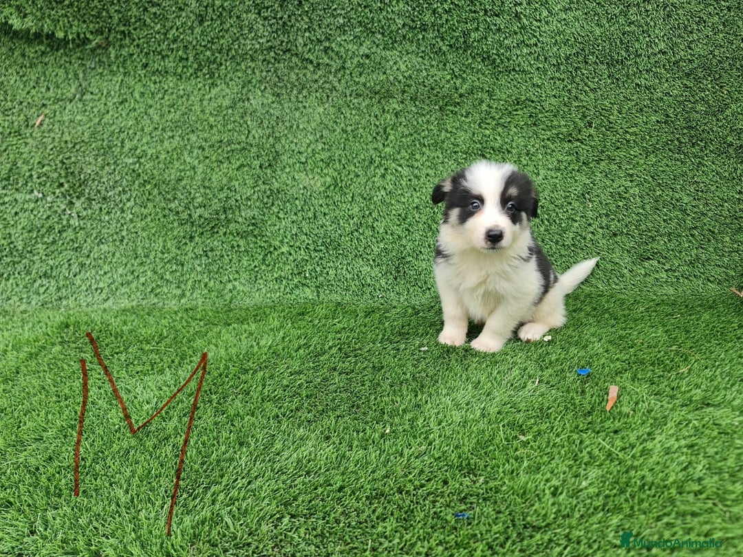 Border Collie perros en venta: Border Collie camada - Imagen 4