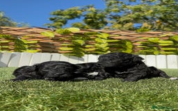 Caniche Toy perros en venta: CANICHE TOY - Imagen 12