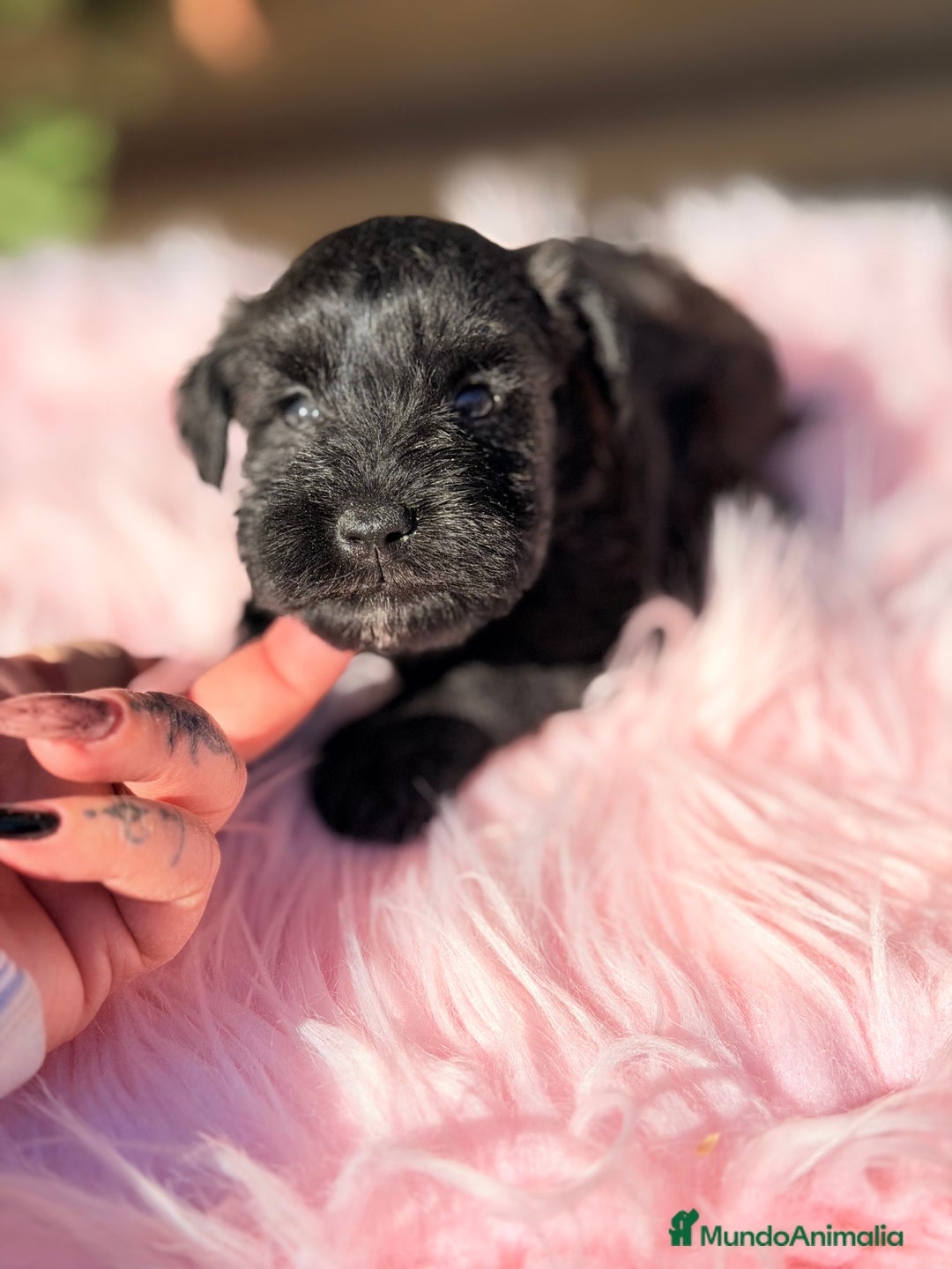 Schnauzer Miniatura perros en venta: Schnauzer mini azabache   - Anuncio 4